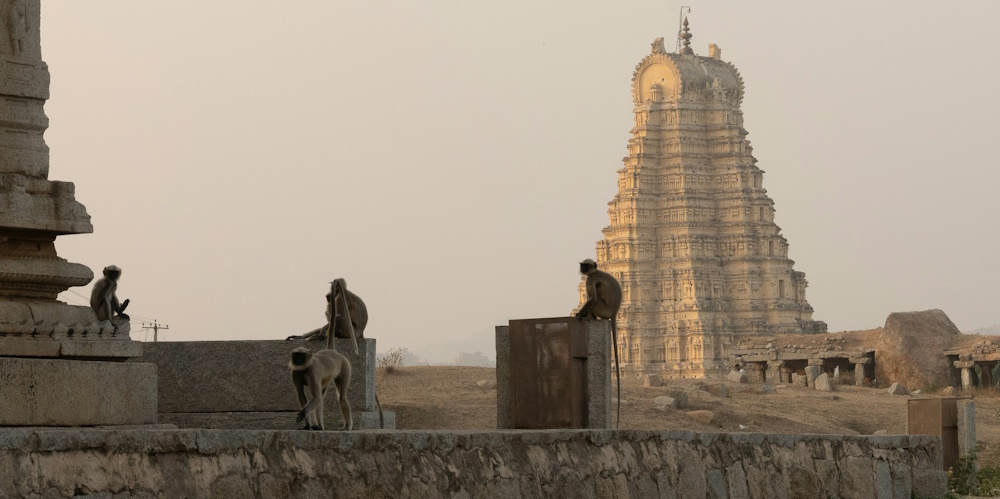 Monkeys in Hampi by Noor Sharma