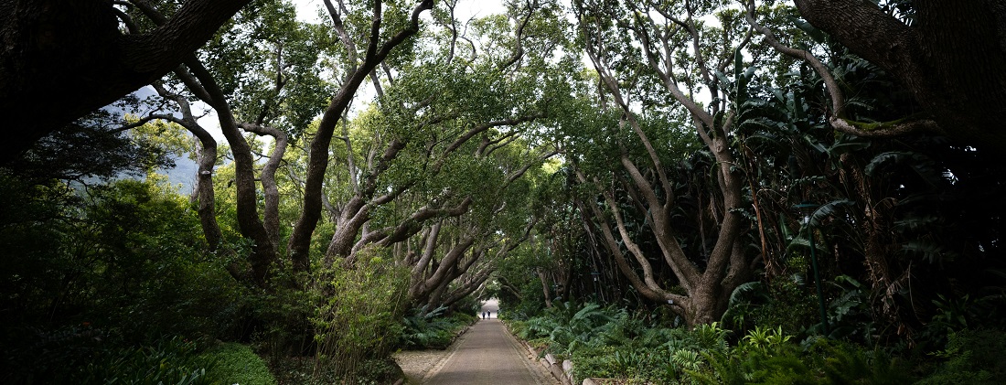 Kirstenbosch National Botanical Gardens by Joshua Kettle 