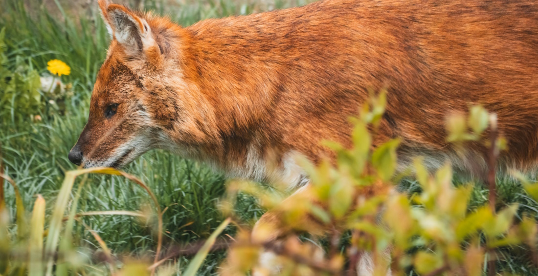 Fox in the Grass by Clovis Wood Photography