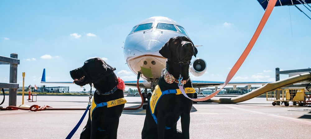 Service dogs travelling by flight by Jeswin Thomas from Pexels.