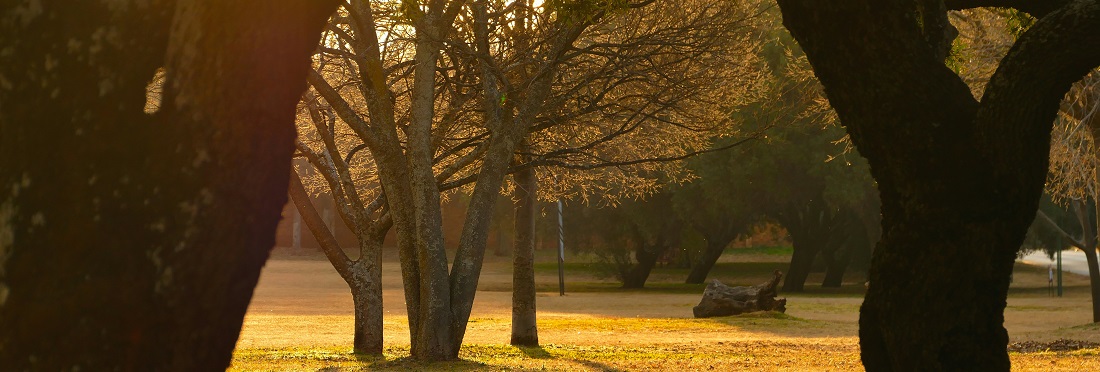 Park in Johannesburg by Amber-Dawn Broomberg