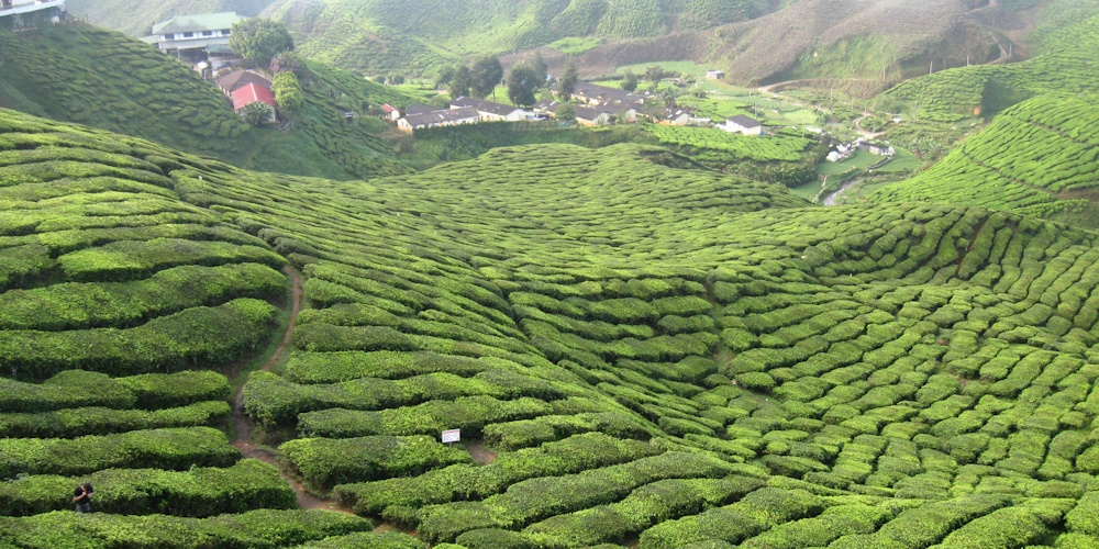 Cameron Highlands by Tony Shi Hou Tang