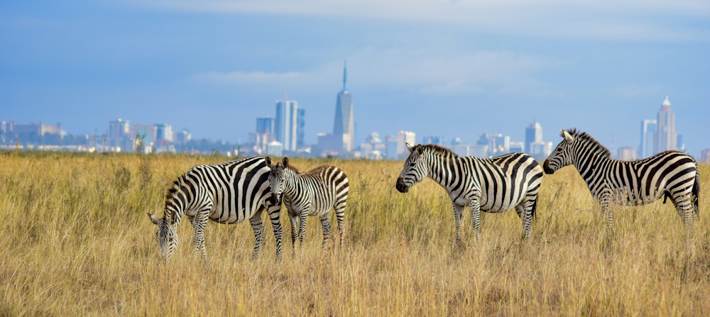 Zebras grazing with Nairobi skyline in the background, photo by Grace Nandi