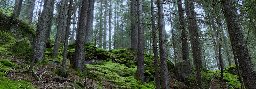 Forest just outside of Oslo