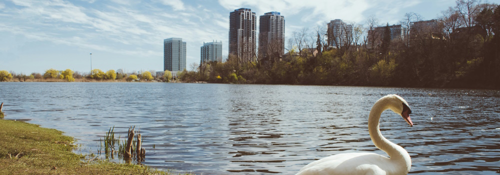 High Park Swan in Toronto by Richard Rivas