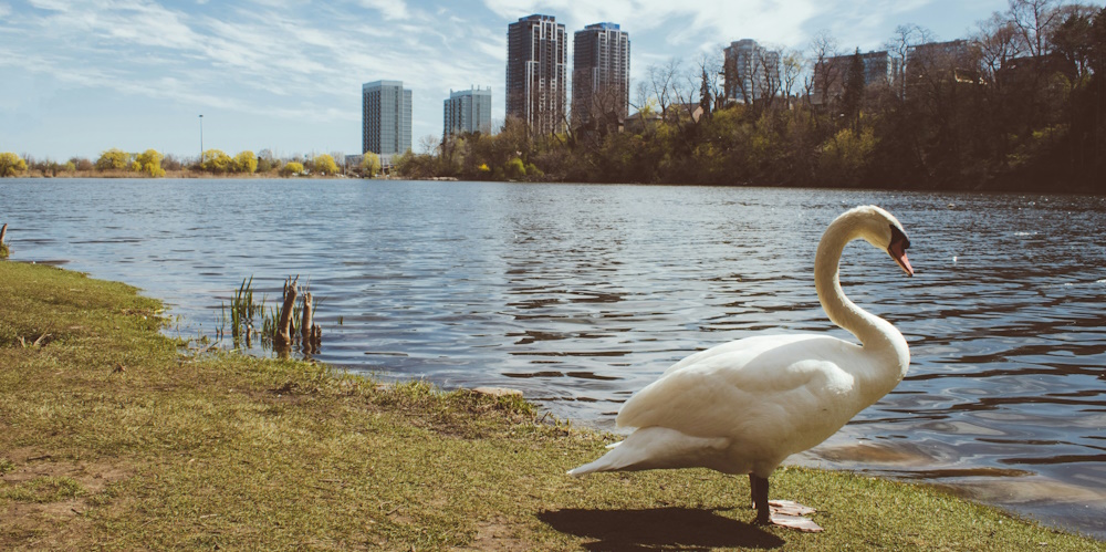 High Park in Bloor Street West by Richard Rivas