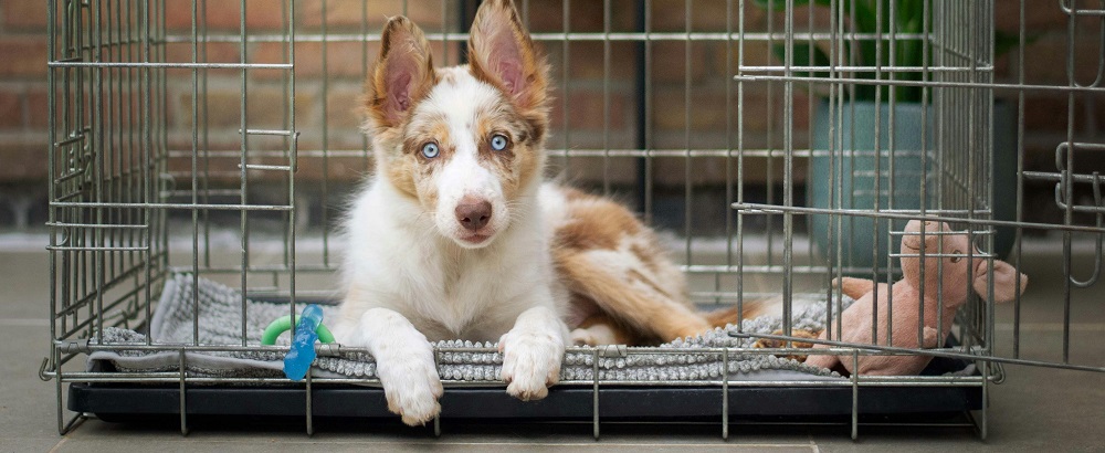 Dog in a crate by Ayla Verschueren