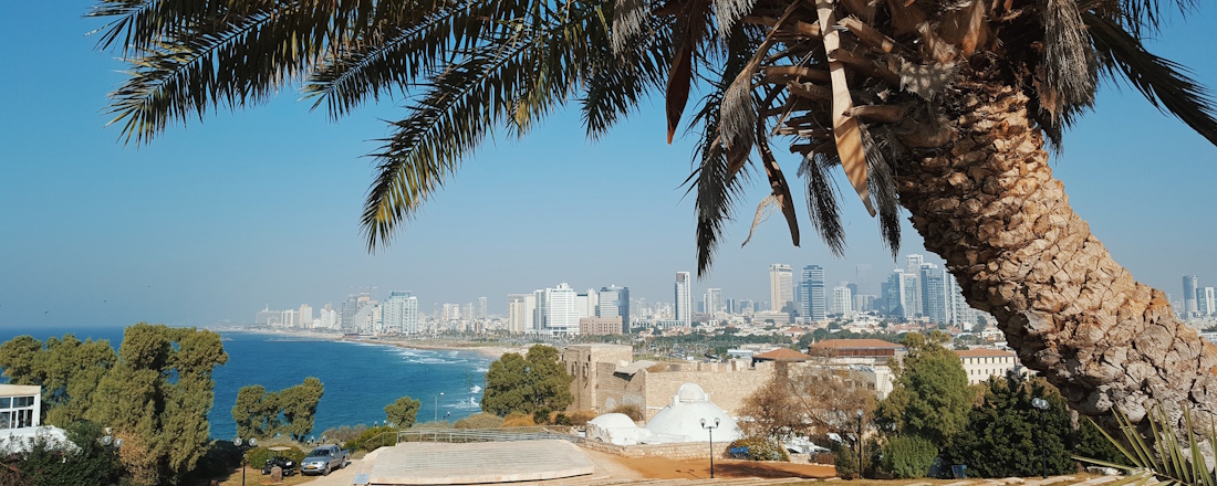 Green palm tree in front of Tel Aviv skyline