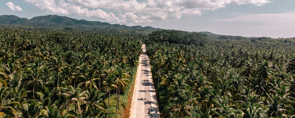 Palm Trees in Siargao, the Philippines by Alejandro Luengo