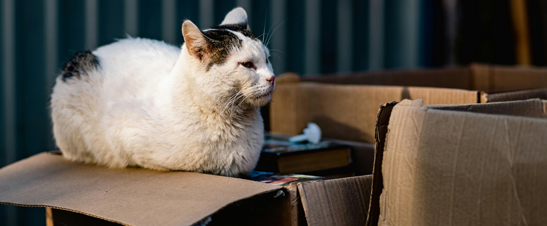 Shipping pets by Art Kh from Pexels