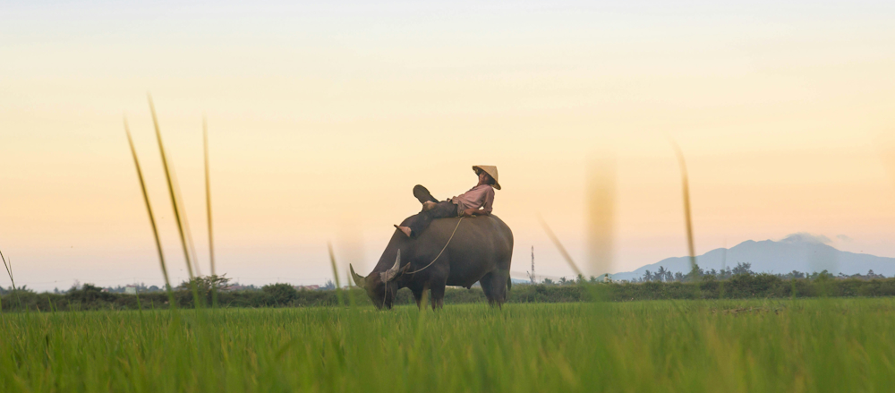 Farmer and Buffalo in Hoi An, Vietnam, by Kiril Dobrev on Unsplash