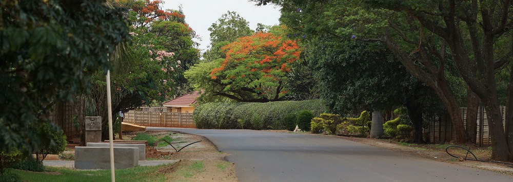 Tree-lined street in Harare by Maxwell Cai